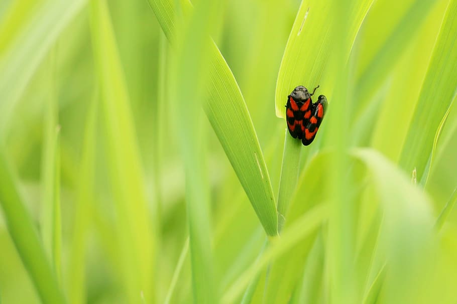 beetle, pairing, insect, green, meadow, spotted, close, reproduction HD wallpaper