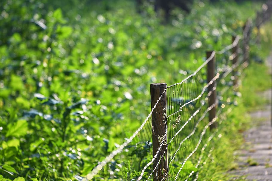 green plants over black fence, wire, mesh, post, barrier, enclosure HD wallpaper