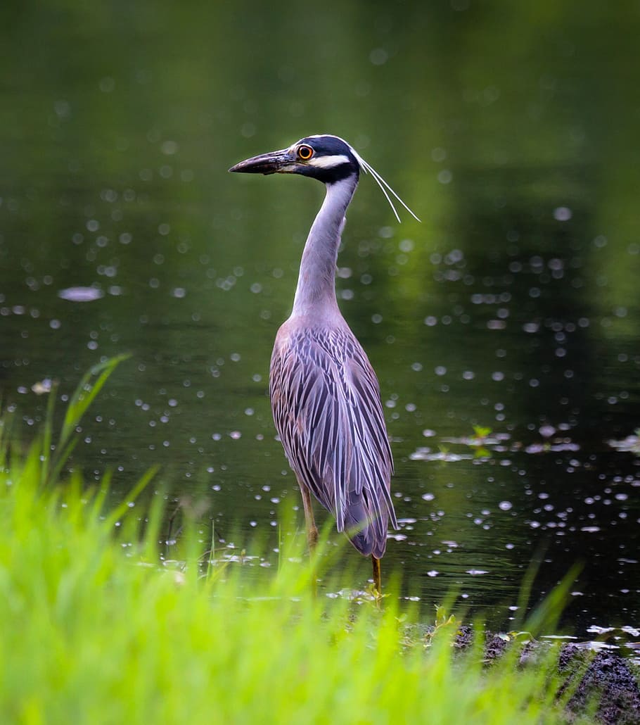 Page 3 | Blue Heron 1080P, 2K, 4K, 5K HD wallpapers free download