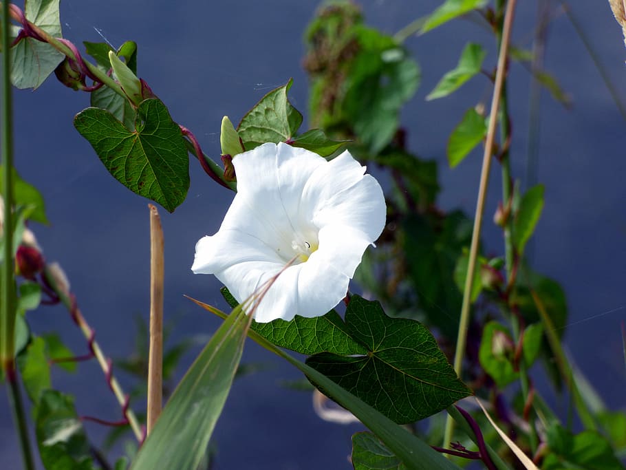 flower, bindweed, fields, white flower, nature, creeper, spring HD wallpaper