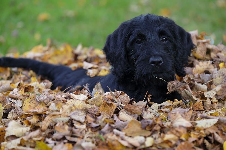 black curly-coated retriever puppy prone lying on leaves at daytime, HD wallpaper
