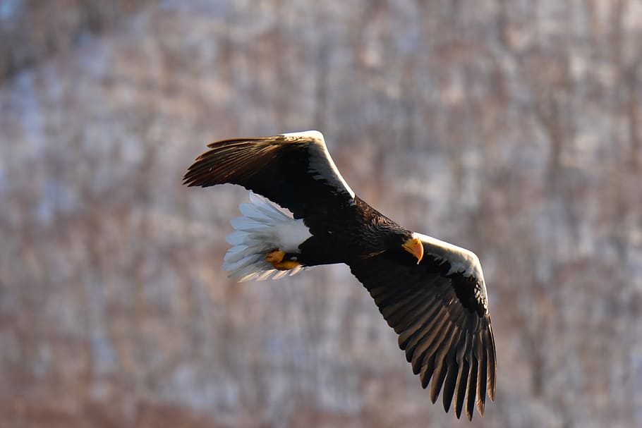 bird, wild animals, raptor, eagle, natural, steller, rausu HD wallpaper