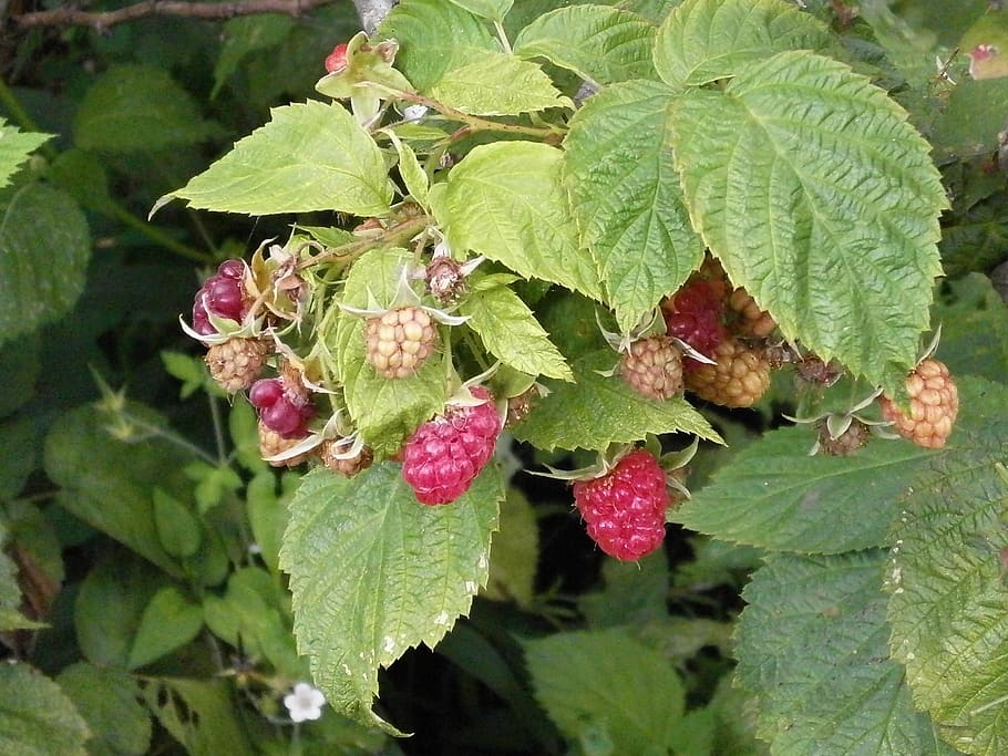 raspberry, rubus, fruit, leaf, plant part, green color, growth HD wallpaper