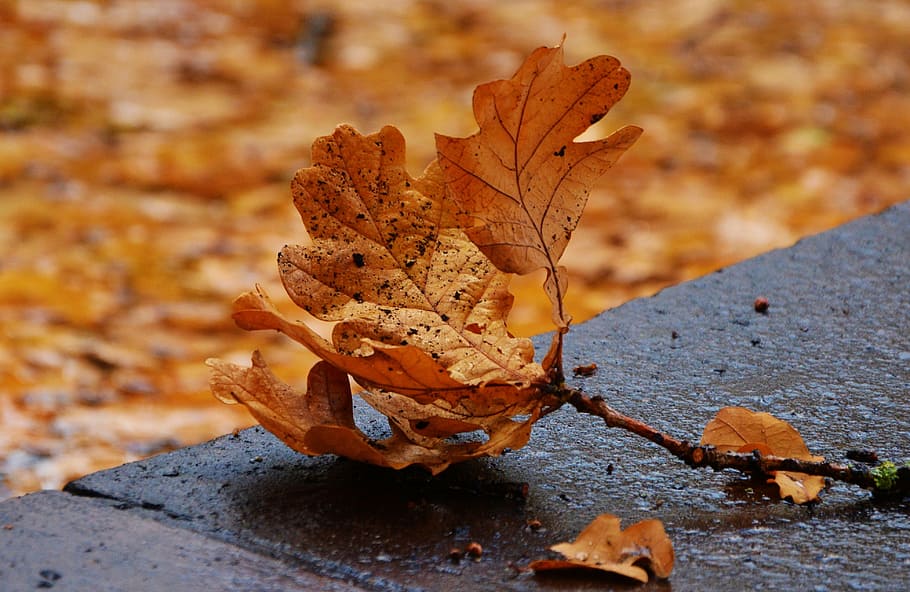 shallow focus of brown leafs, autumn leaf, oak leaf, leaf fall HD wallpaper