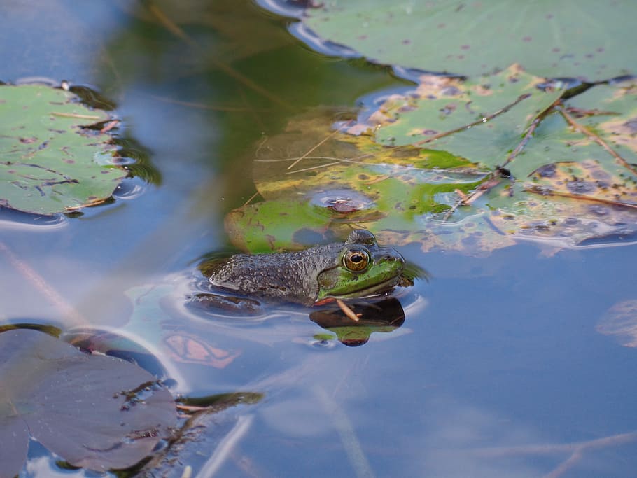 Frog, Pond, Animal, reptile, one animal, water, animals in the wild HD wallpaper