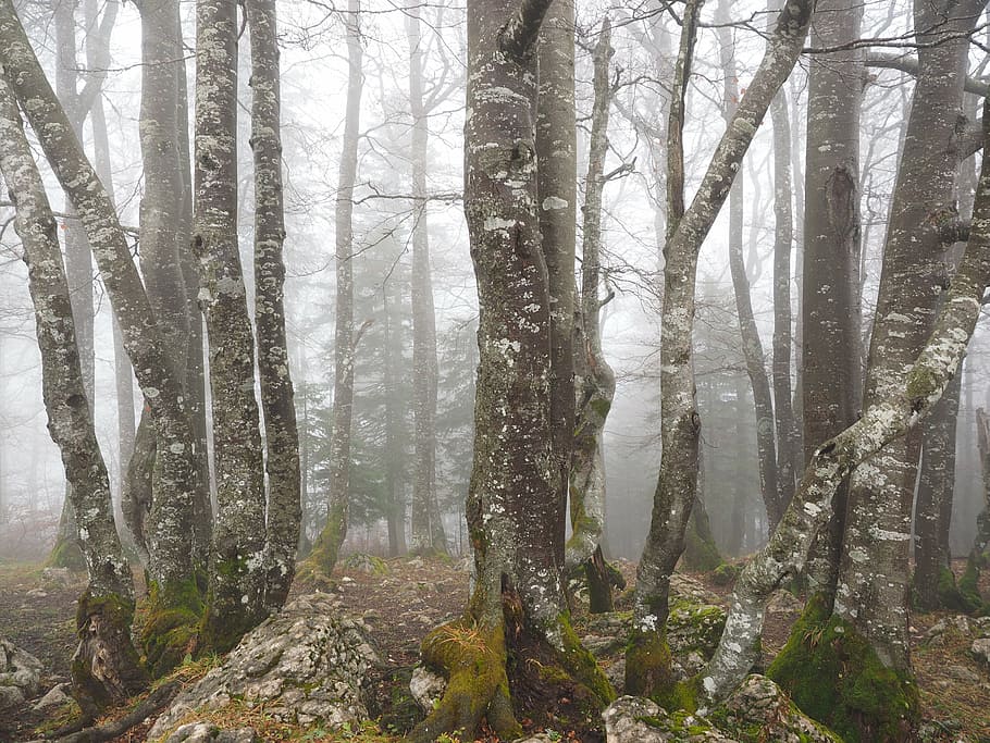 forest, trees, tree trunks, book, foggy, haunting, mystical HD wallpaper