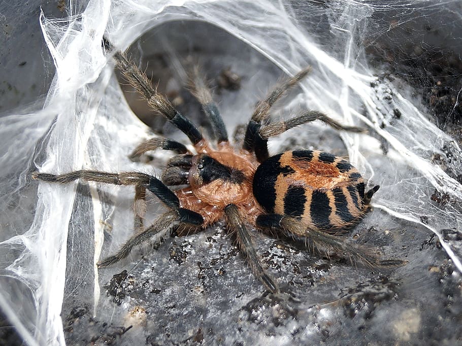 tarantula, spider, creepy, cobweb, animal, animal themes, insect HD wallpaper