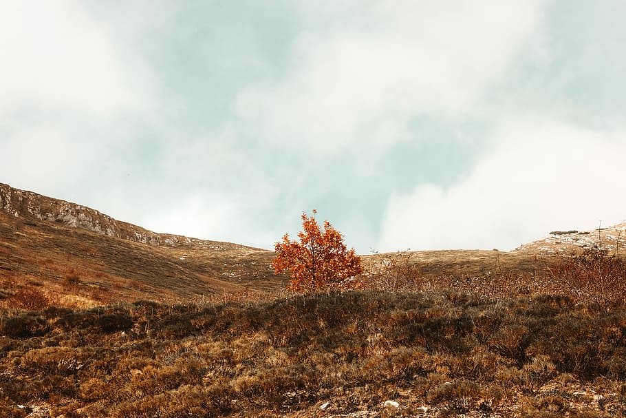 orange leaf tree at the center of vacant lot, brown leafed tree within mountain range during daytime HD wallpaper