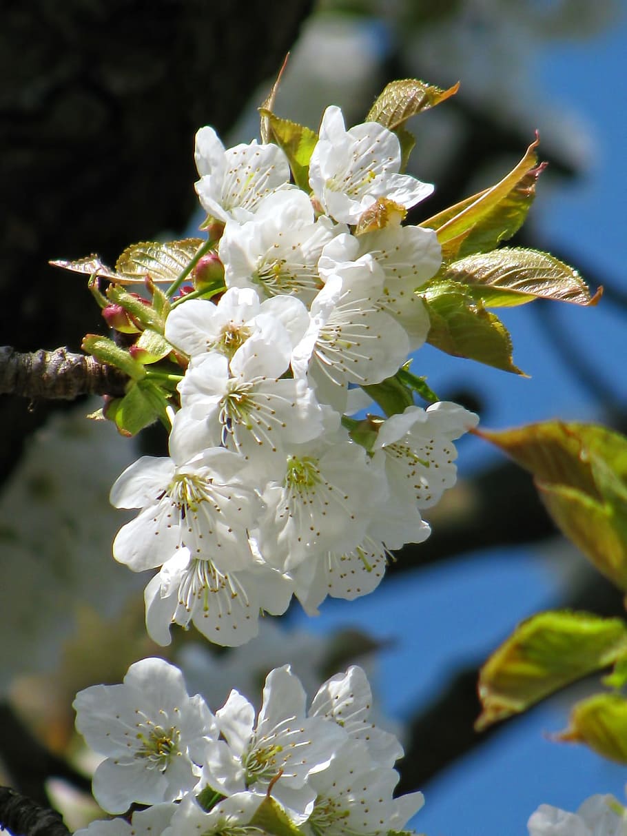 Tree, Blossom, Blossoms, Spring, Nature, white, springtime HD wallpaper