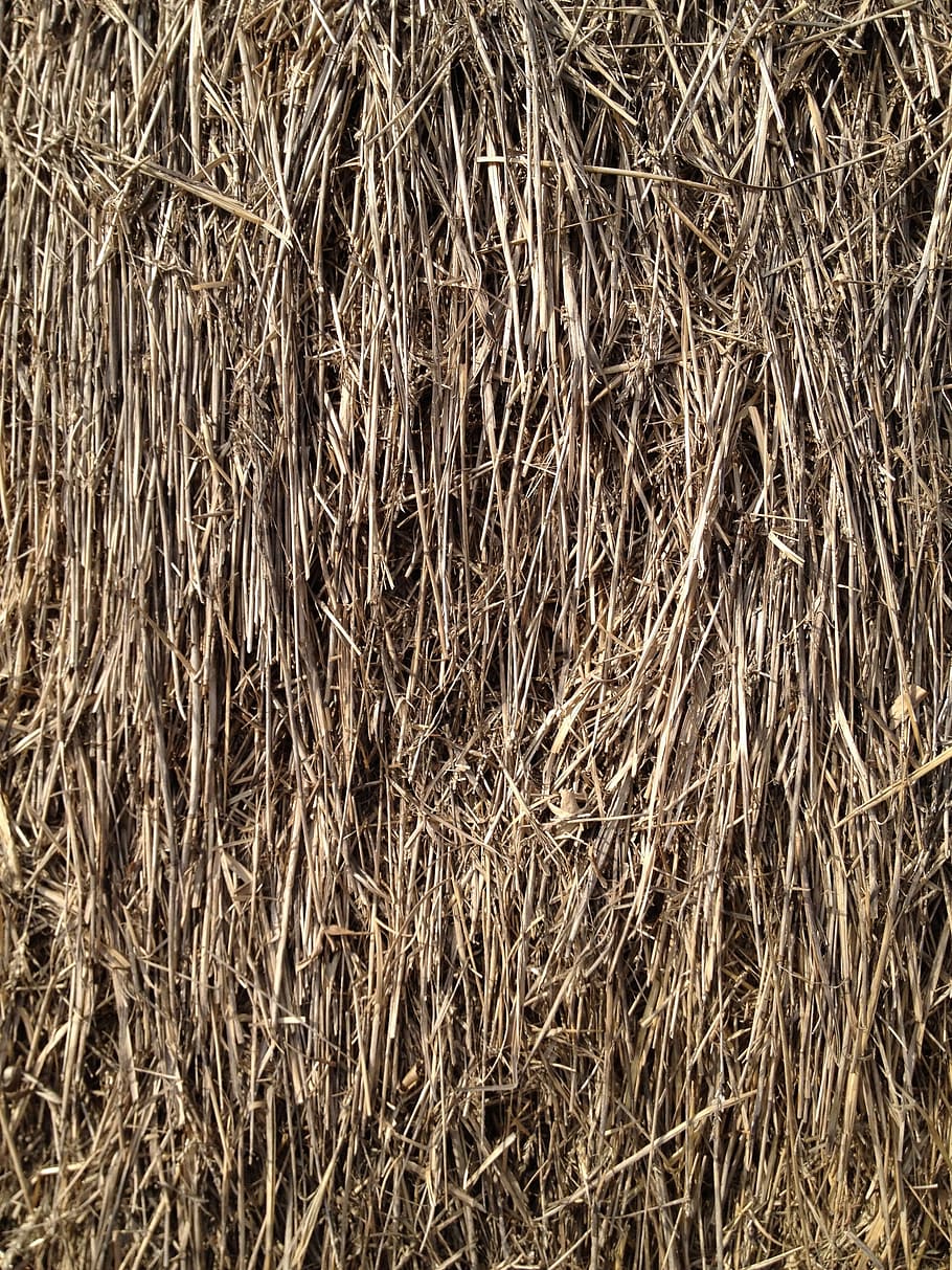 straw, grain, grass, full frame, backgrounds, plant, dry, no people HD wallpaper