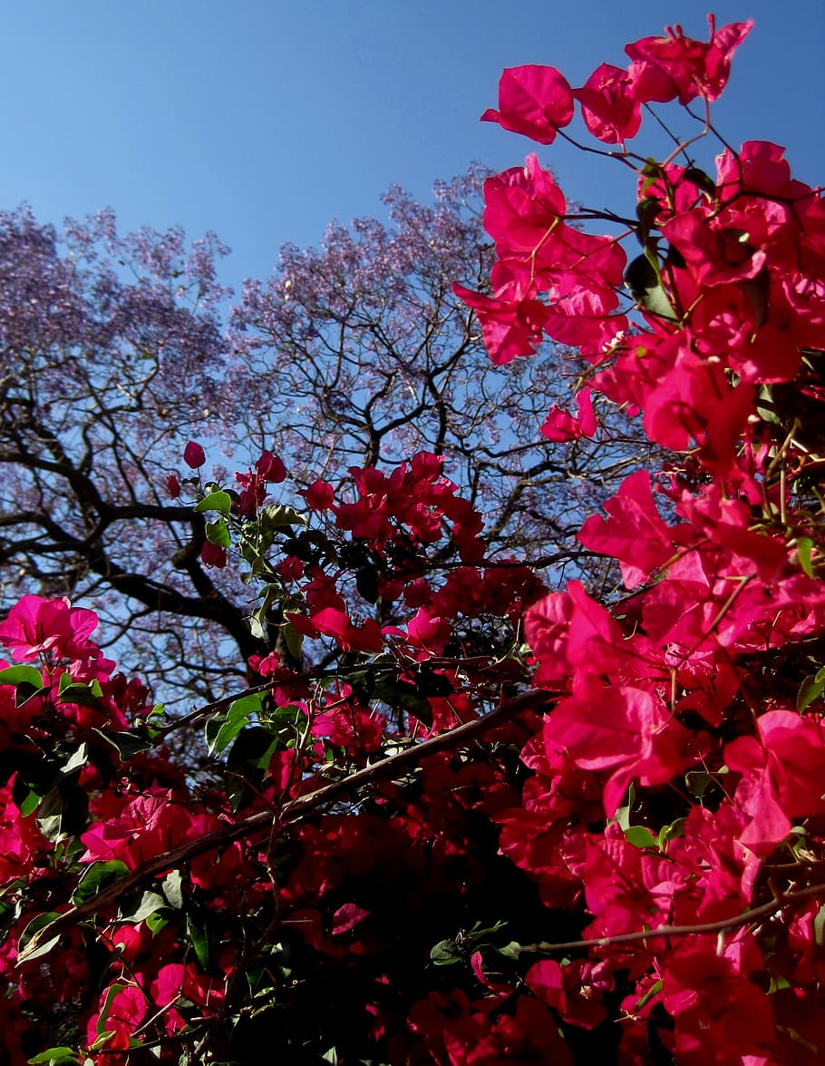 bougainvillia, pink, deep, jakaranda tree, purple, shrub, sblue ky, HD wallpaper