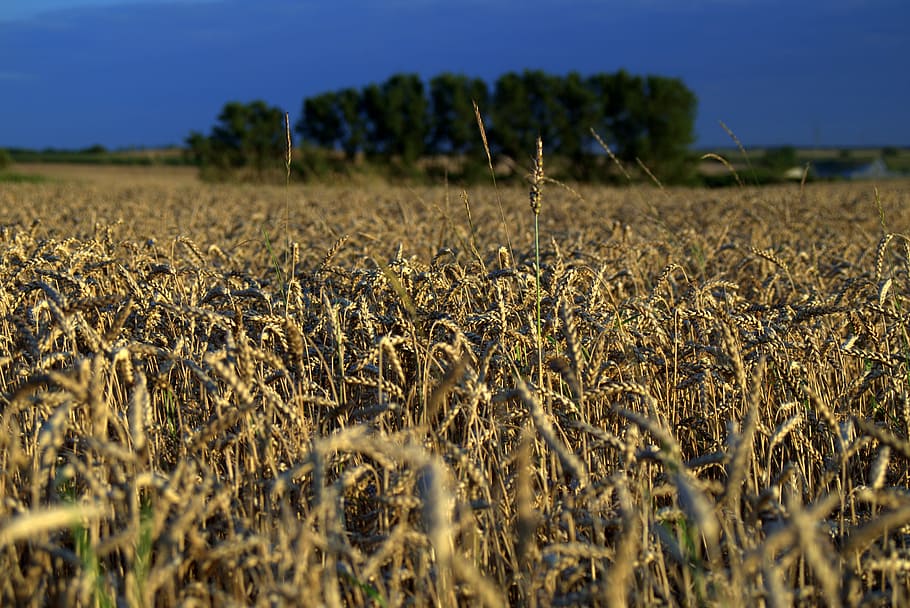 Field, Fields, Corn, Cereals, Landscape, agriculture, village HD wallpaper