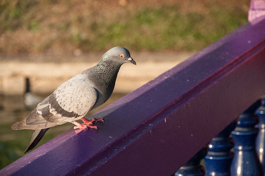 birds, pigeon, animal themes, vertebrate, animal wildlife, animals in the wild HD wallpaper