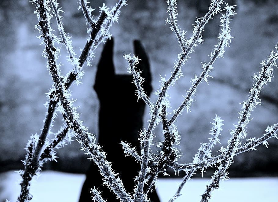 dog, doberman, snow, shadow, winter, cold temperature, frozen HD wallpaper