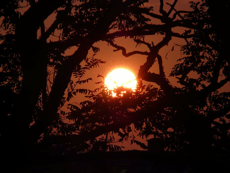 sun, back light, mood, fireball, sunset, tree, silhouette, plant HD wallpaper