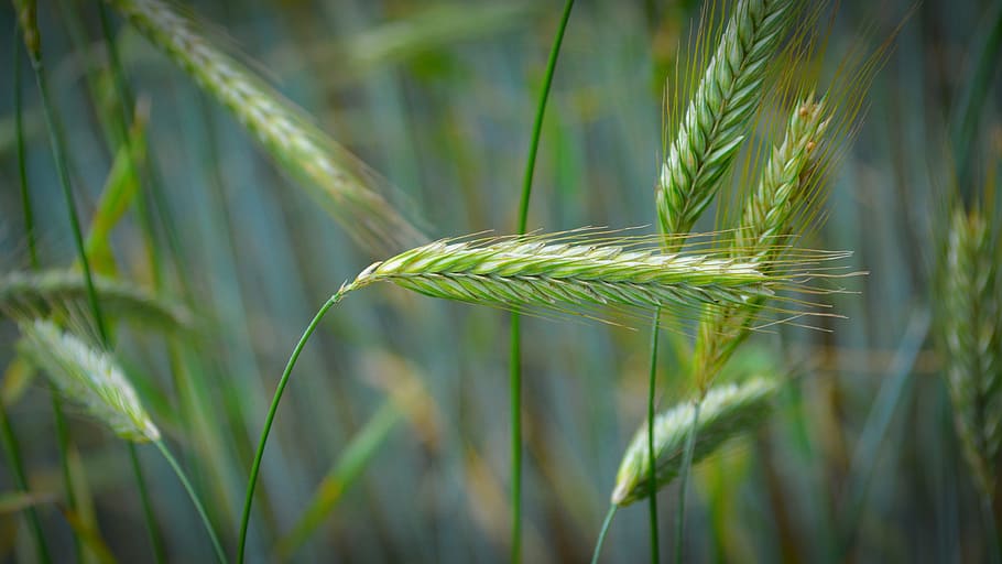 cereals, grain, close, field, plant, nature, field crops, food HD wallpaper