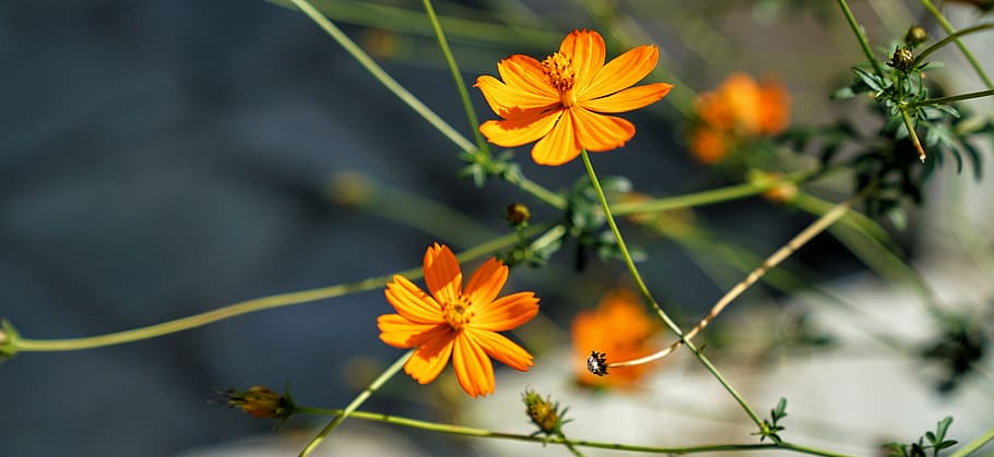 flower, orange, delicate, blossom, flowering plant, freshness HD wallpaper