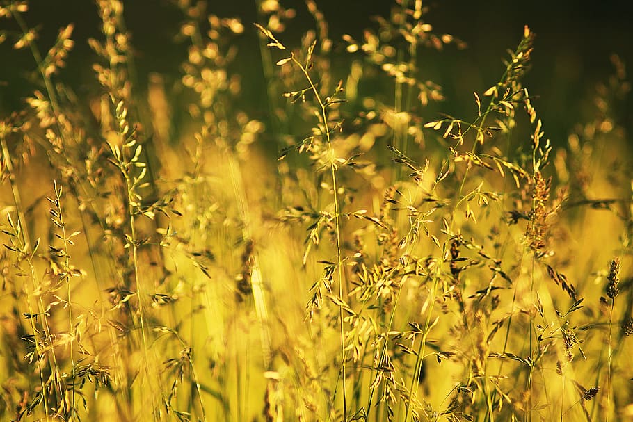 selective focus photography of brown plants, summer, heat, handsomely HD wallpaper