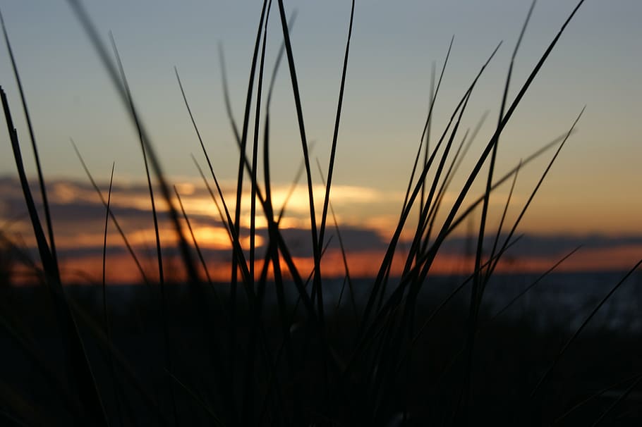 sunset, prerow, sea, sky, beauty in nature, plant, silhouette HD wallpaper