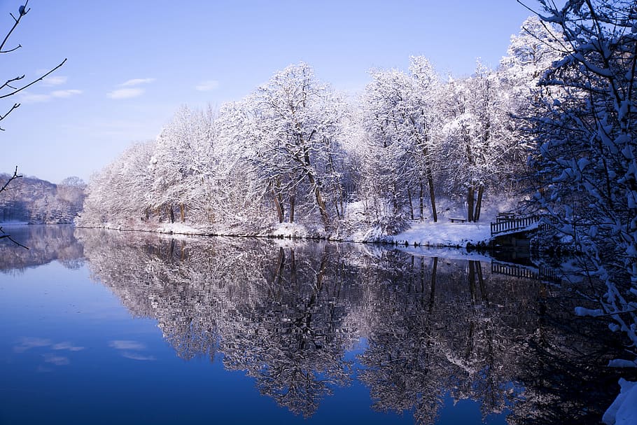 winter, snow, nature, cold, tree, lake, water, reflection, plant HD wallpaper