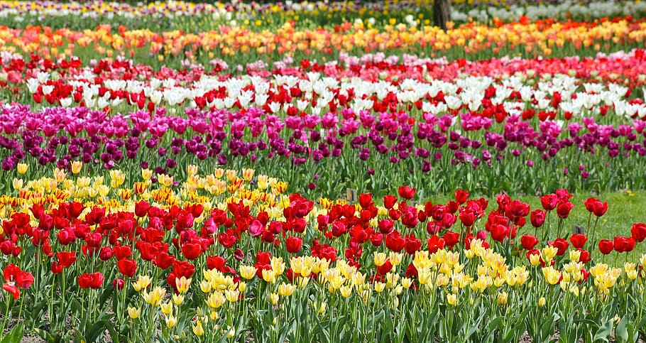 flowers, tulips, spring, nature, red, springtime, plant, summer HD wallpaper