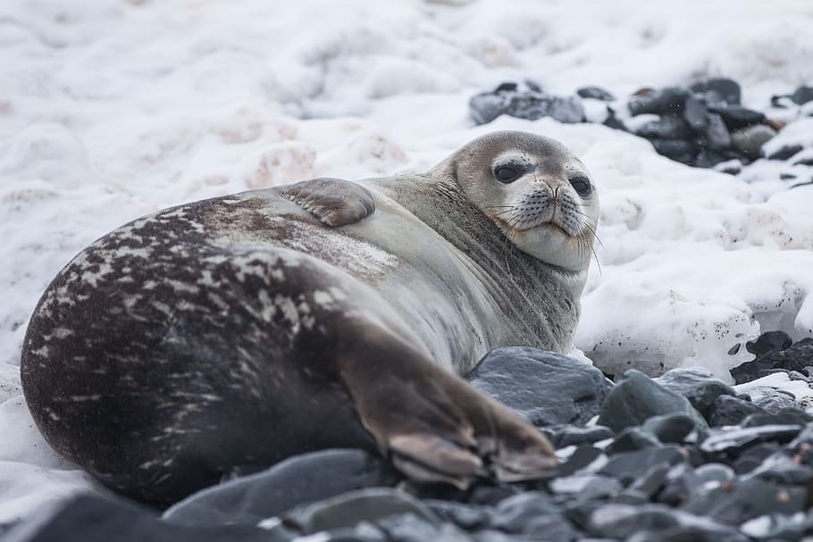 Seal lying on rock covered with snow, gray seal laying on snow HD wallpaper