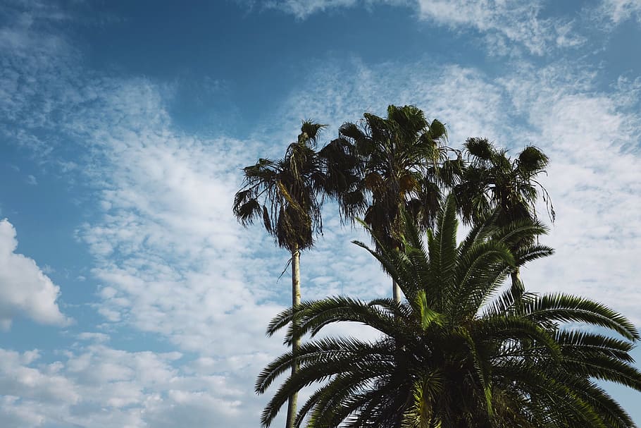 trees, plants, nature, blue, sky, palm tree, tropical climate HD wallpaper
