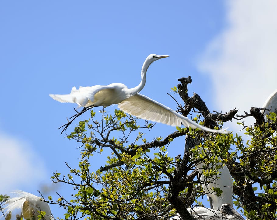 white heron, egret, bird, nesting, flying, nature, wildlife, HD wallpaper