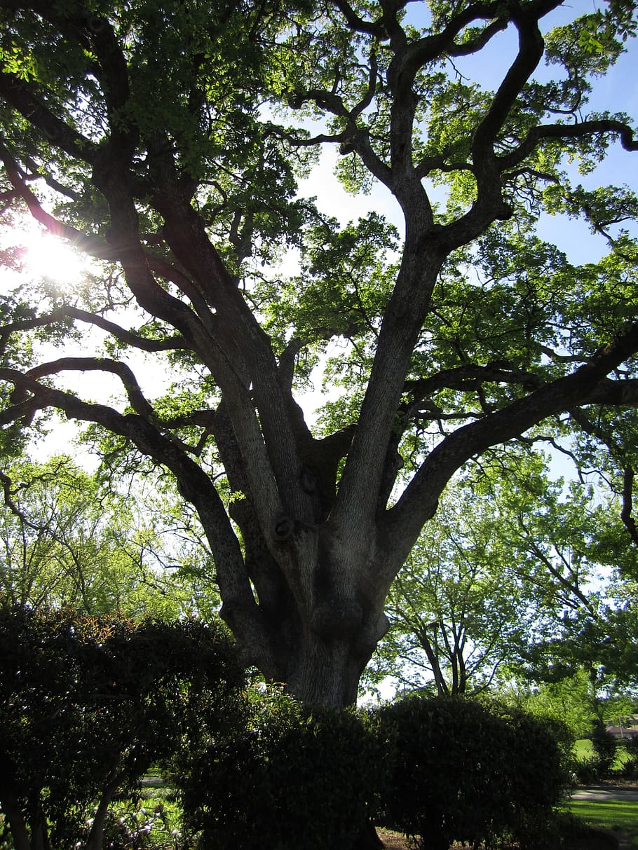 Oak Tree, Nature, Tree, Branch, Leaf, season, forest, growth