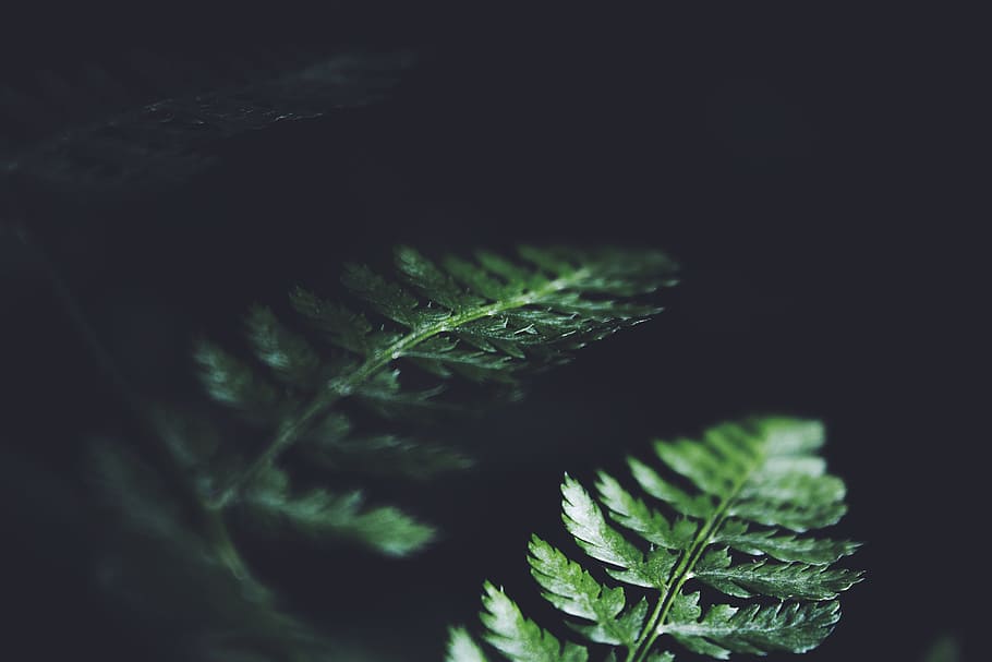 green fern plant with black background, green fern leaves, close up