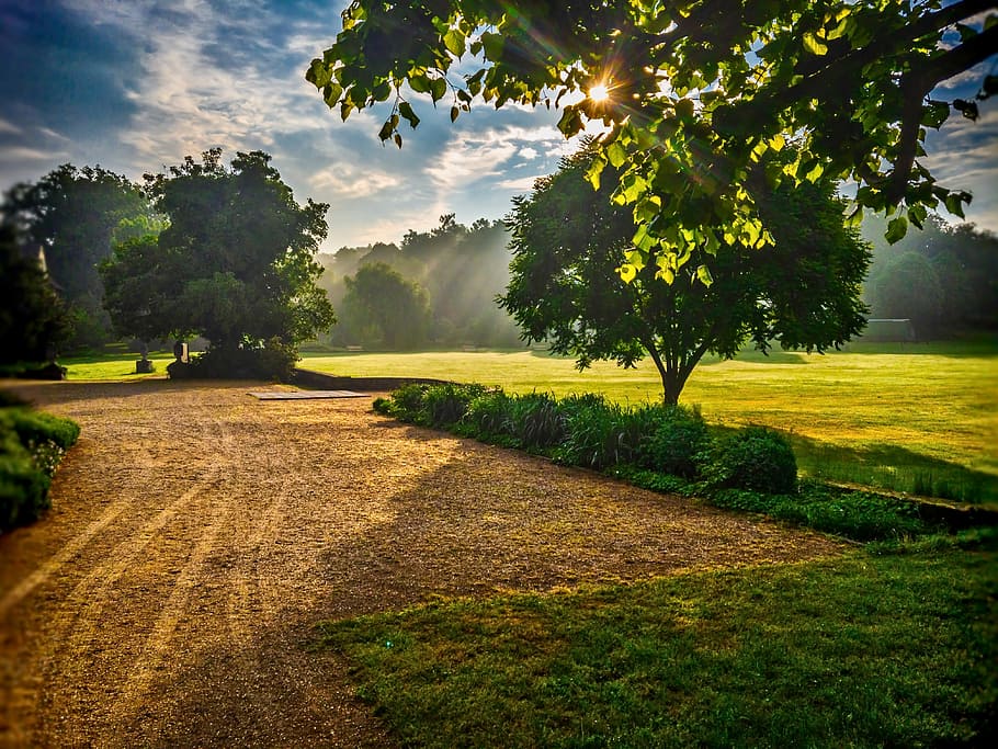 green leafed plants and trees during daytime, sunrise, scene HD wallpaper