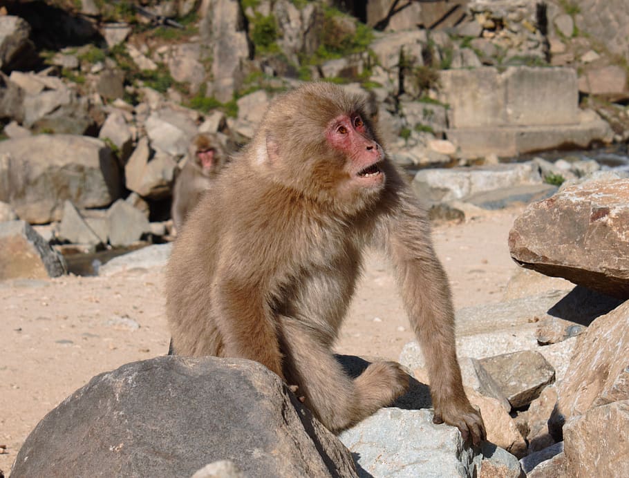 macaque, snow monkey, japan, animal themes, solid, primate HD wallpaper