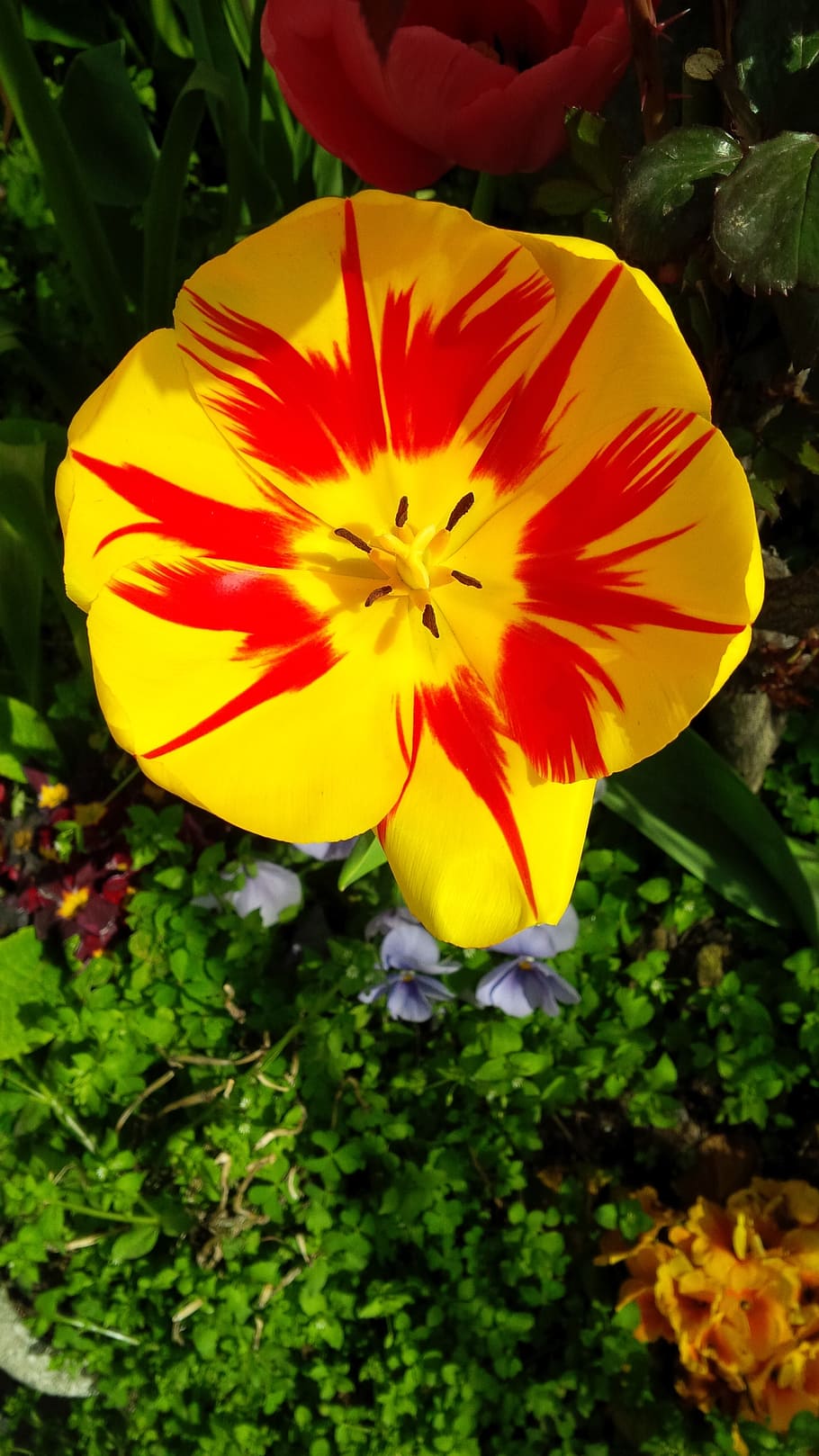 spring, flowers, bloom, petals, nature, garden, spring flowers HD wallpaper