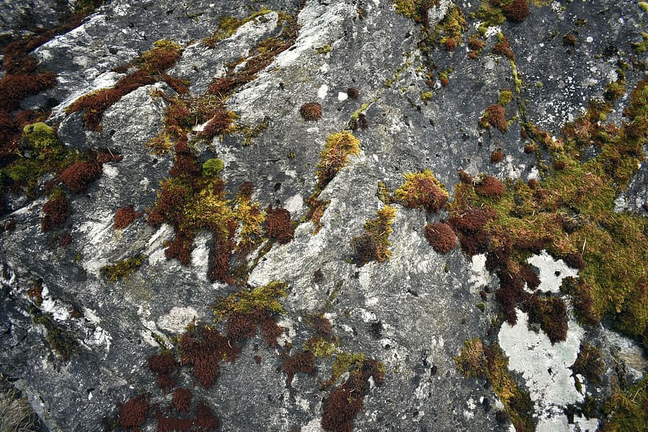 tundra lichen on rock
