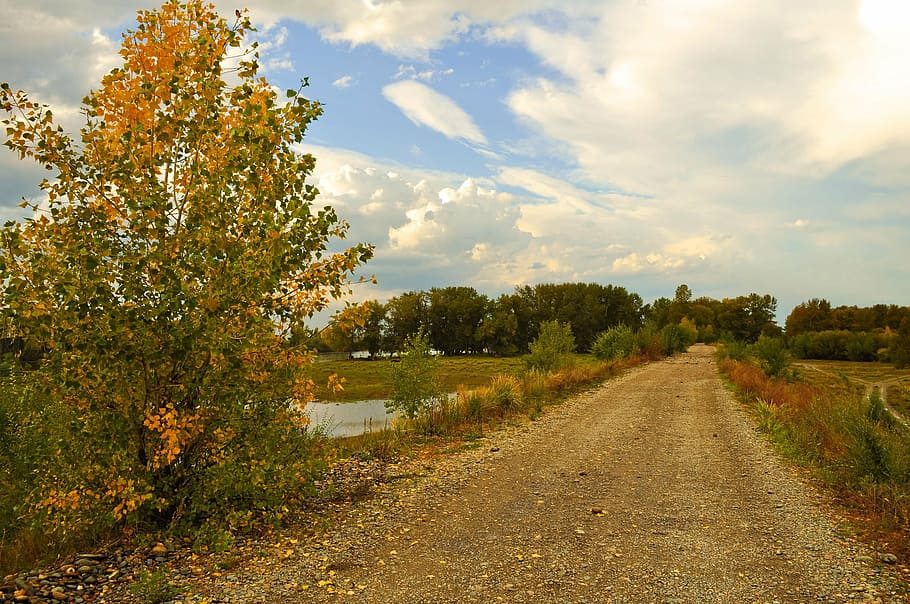 road between trees and lake, landscape, nature, fall, gold HD wallpaper