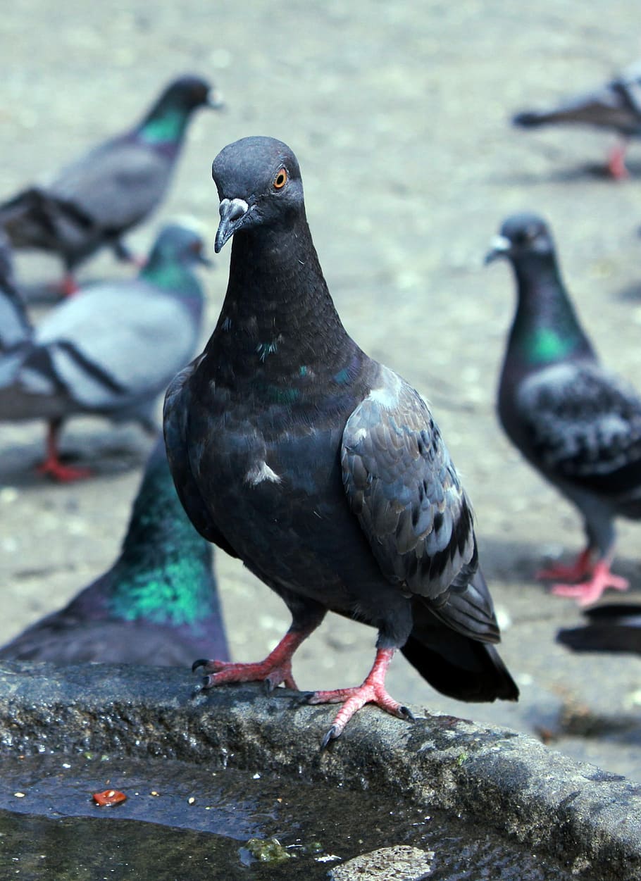 Pigeons, Bird, Animals, animal themes, animals in the wild HD wallpaper