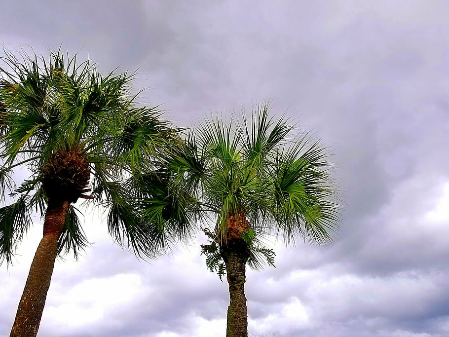 palmtree, sky, clouds, gray, summer, nature, hot, rain, weather HD wallpaper