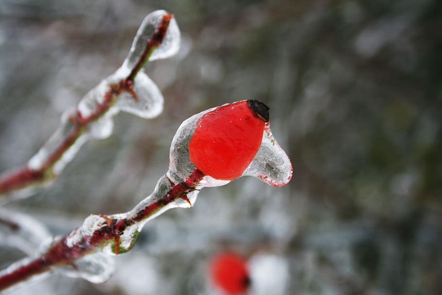 Freezing Rain, Rose Hip, Winter, Ice, iced, cold temperature HD wallpaper
