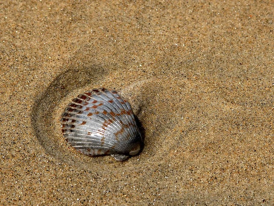 shell, seashell, beach, old, remains, sand, animals, fauna HD wallpaper