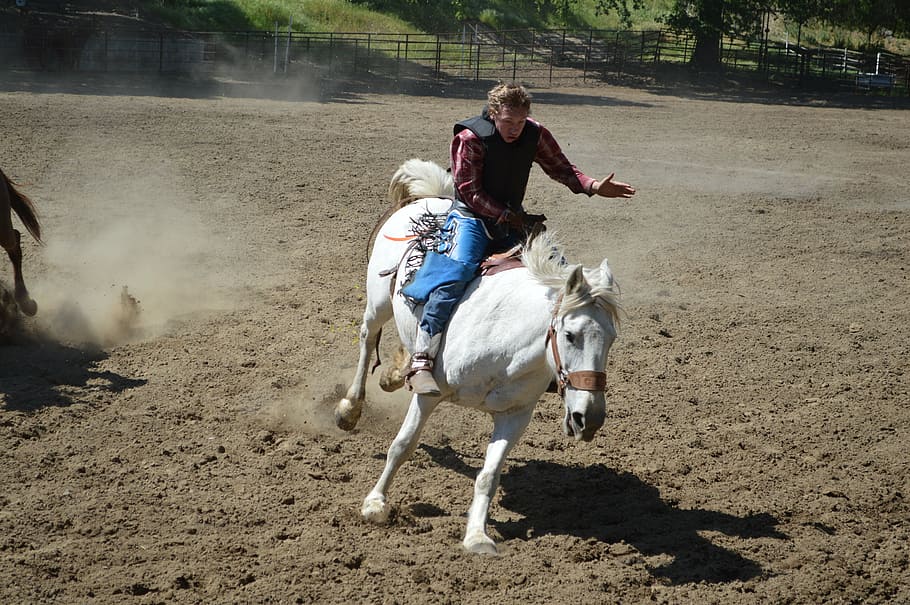 talahi, bronch, bareback, ride, horse, cowboy, animal, nature HD wallpaper