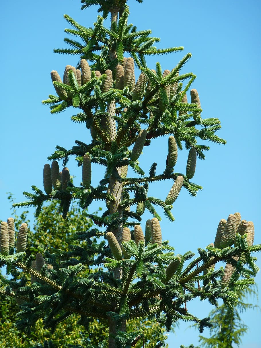 cone, tree, cones, green, pine cone, pine cones, pine tree HD wallpaper
