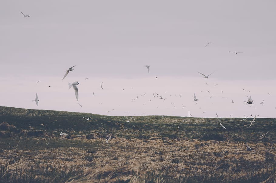 flock of white birds flying during daytime, fields, grass, gray HD wallpaper