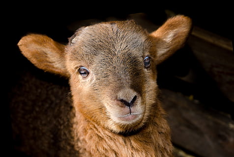 shallow focus of brown sheep, lamb, spring, cute, animal, petting farm HD wallpaper
