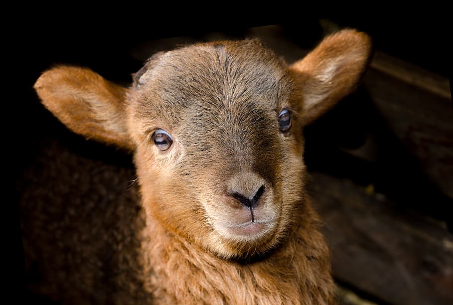 shallow focus of brown sheep, lamb, spring, cute, animal, petting farm HD wallpaper