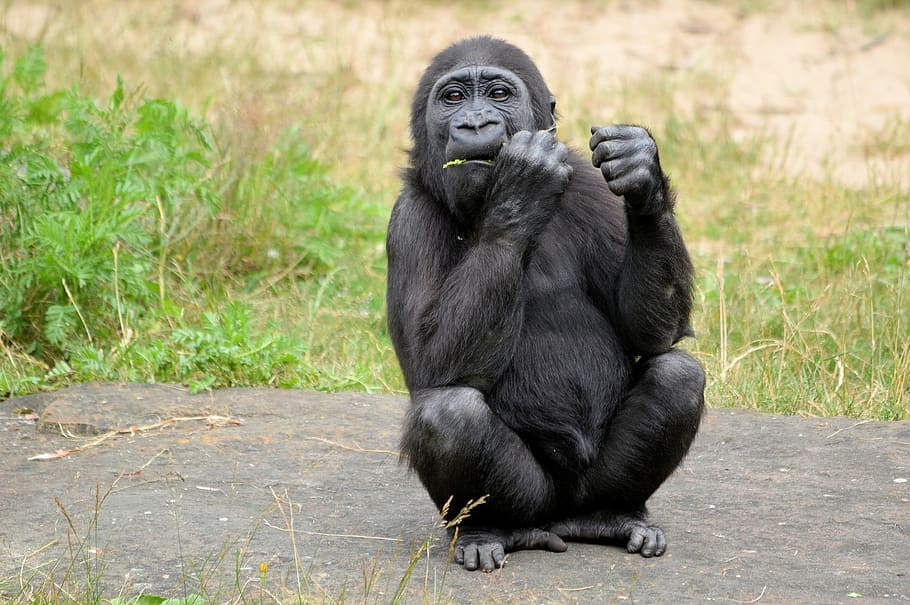 black monkey during daytime, gorilla, ape, primate, animal, wildlife