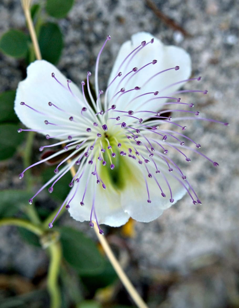 nature, wild flower, macro, plant, flowering plant, growth HD wallpaper