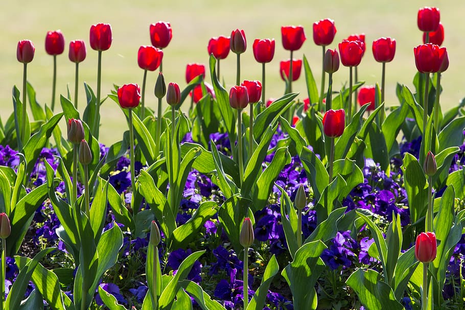tulips, spring, light, colorful, red, flowers, public record HD wallpaper