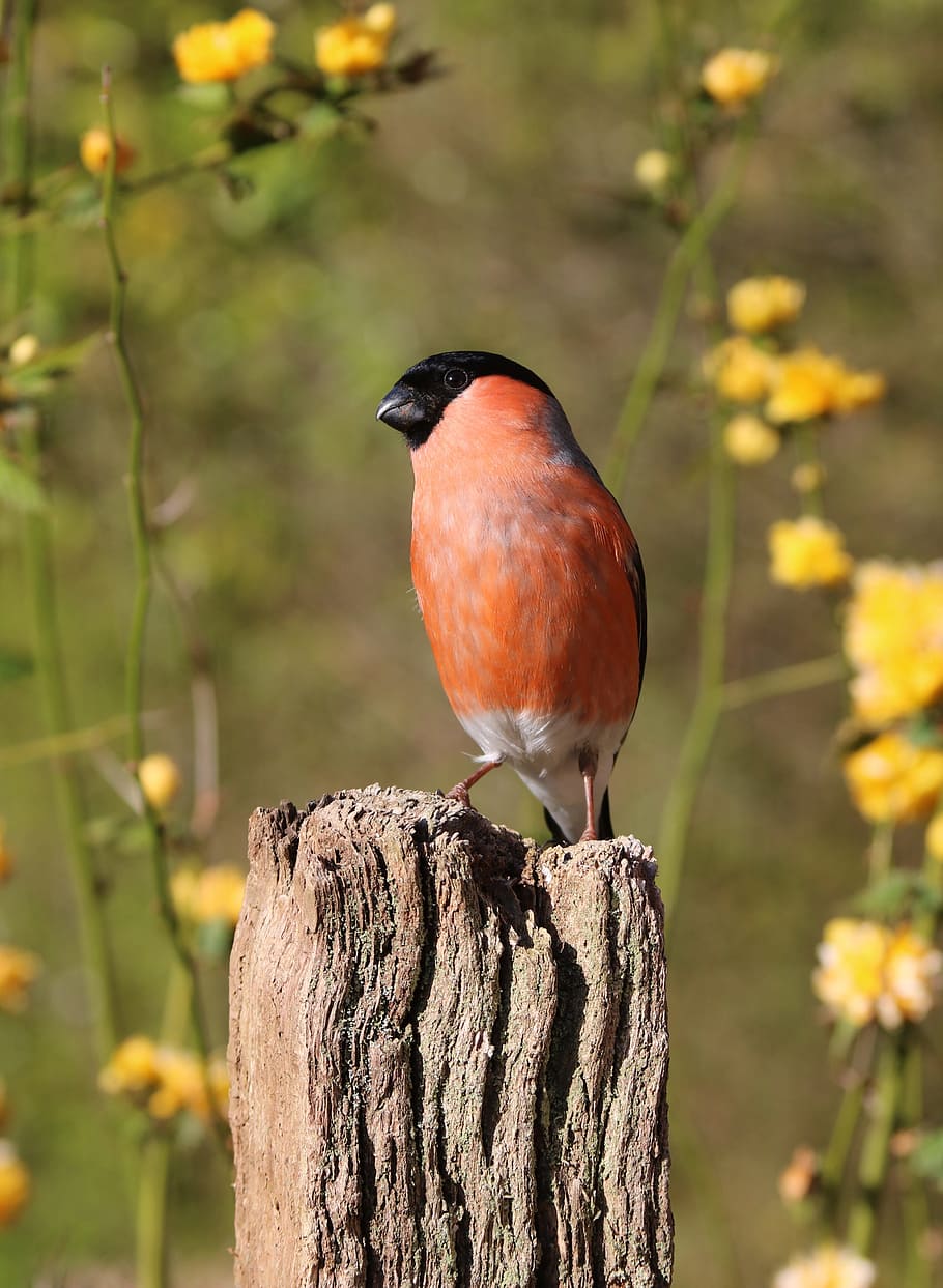 Bullfinch, Male, Bird, Nature, red, spring, avian, colorful, HD wallpaper