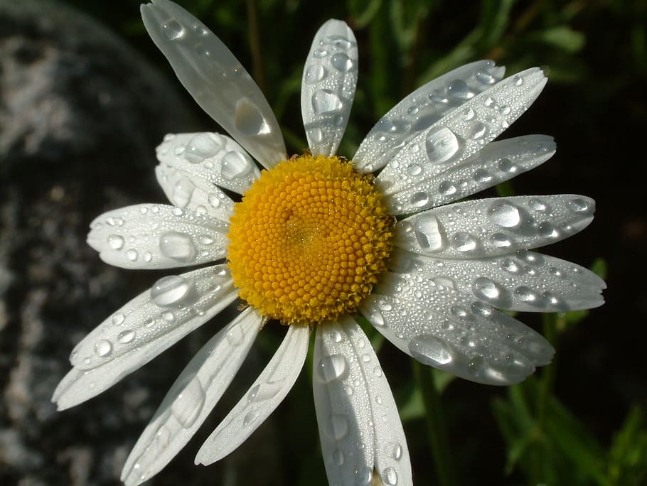 Daisy, Flower, Nature, Spring, Summer, plant, floral, white HD wallpaper