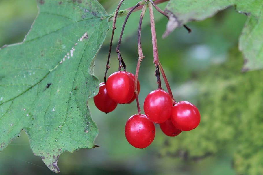 Red, Fruit, Bush, Berries, Nature, autumn, bloom, food and drink HD wallpaper
